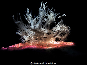 Ghost Nudibranch
Romblon Island, Philippines by Aleksandr Marinicev 